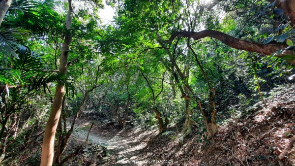 《彰化》富士櫻花｜花壇大嶺巷步道群及西來園（銀行山）登山步道202402132424704