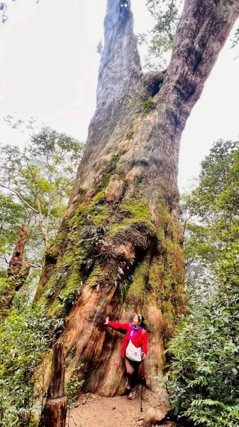 🌈12/28（日）北得拉曼神木+內鳥嘴山✨FB：熊熊趴爬走🌈2971267