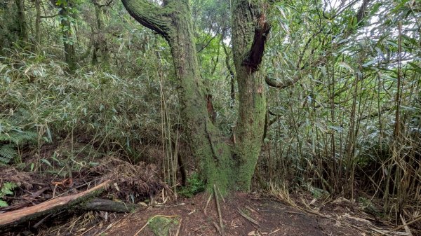 114.07.13三進三出七星山之旅2837160