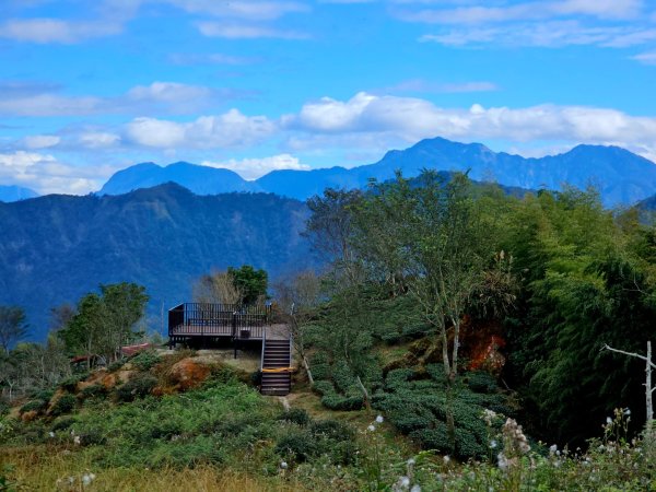 大崙山銀杏森林2966098