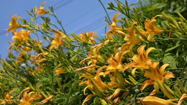 追花是簡單的快樂，賞花是恬淡的幸褔 #LO百合 #金針花 5/123053119