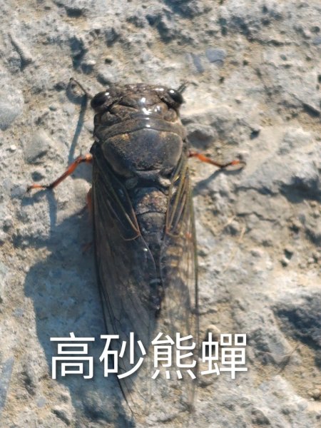 唐子恩山 廢棄油礦2919022