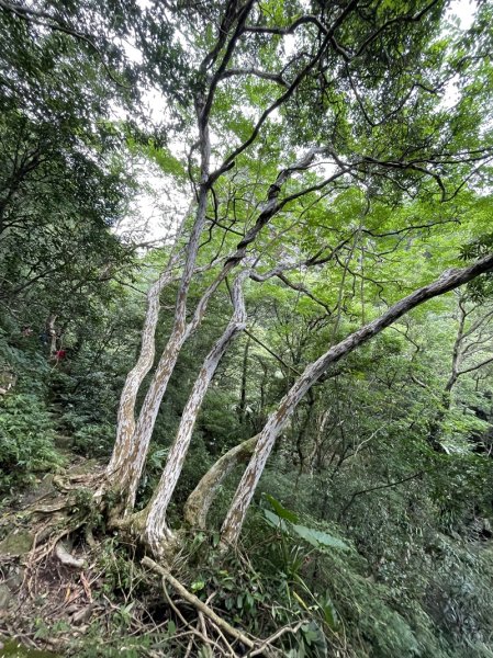 阿里磅,青山瀑布連走百年梯田2549096