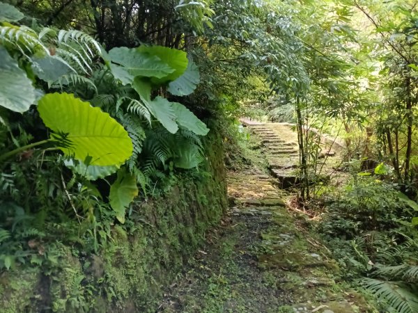平溪區大華步道+幼坑古道+幼坑崙(大華車站-三貂嶺車站)2925175
