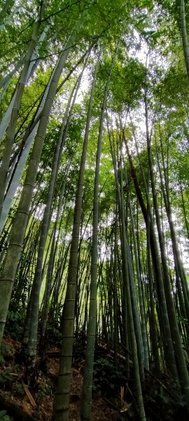 芙蓉山~大凍山~霹靂山~樂野山  四連峰1009652