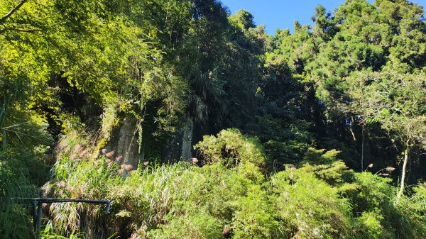 溪頭自然教育園區