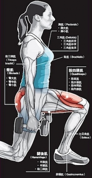 【書摘】《肌力訓練圖解聖經》—腿部肌群