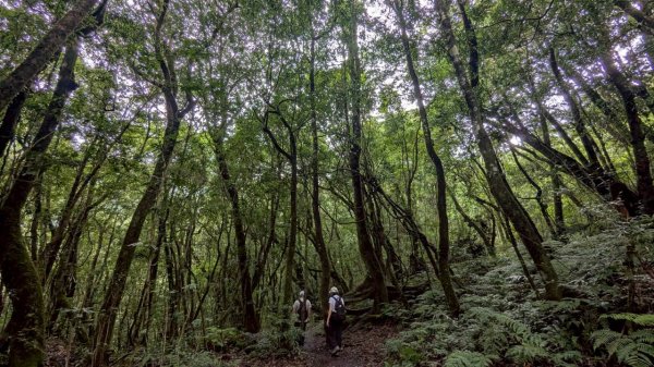 鎮西堡巨木步道群 (B區)2861216