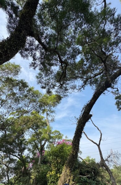 古坑地母廟走荷苞山(登山步道)訪小溪子山2947124