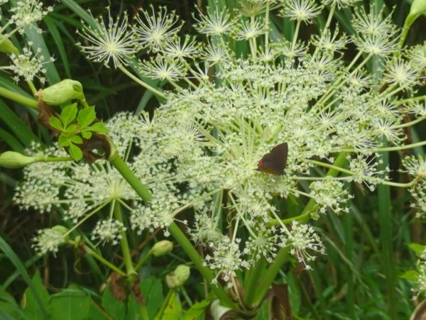 2025.05.17－大屯山步道下清天宮2790033