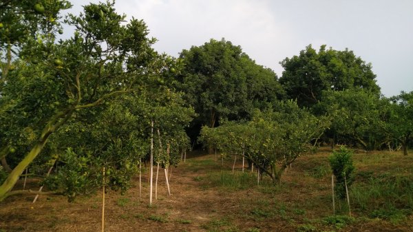 嘉義 番路 頂坑山1487590