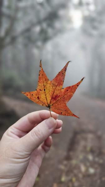 【馬年走馬山，馬到就成功！】🐴馬年馬路要走，馬那邦🏔️也要登！O繞11K，爬升900M，🥾腿在2977178