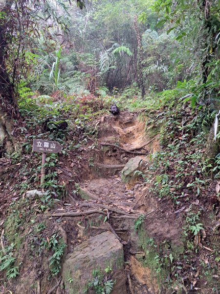 砂卡礑二日行D1：得卡倫步道→大禮部落→砂卡礑林道→立霧山→大同部落202312022368265