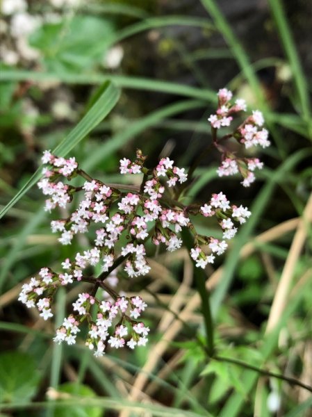 合歡山五座百岳賞杜鵑花587098