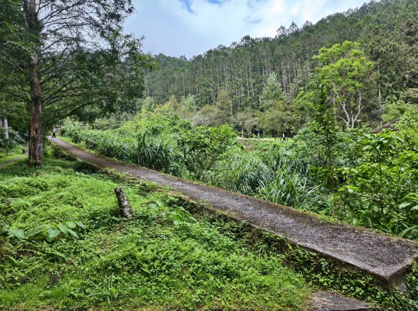 [百山百鳥尋旅-05/15] 2025_0830 溪頭賞鳥步道_觀景步道2875591