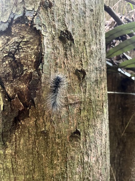 [皮皮獅探險隊-01/10] 2025_0706 六寮古道2830732