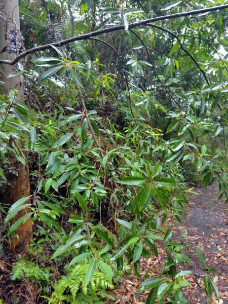 關刀山西峰 關刀山 關刀山東峰 西關刀山北峰 西關刀山北北峰2891030