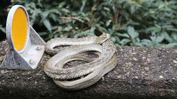 獵貍尖步道連走烏塗溪步道登山健行趣(淡蘭南路TK3-6&TK3-5&TK3-4)2404498