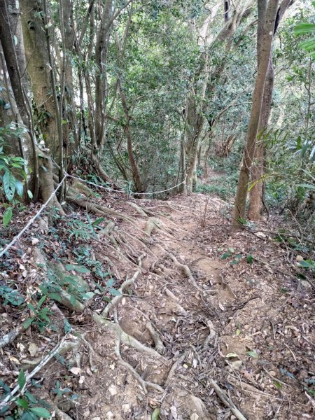 【新竹縣關西鎮】赤柯山步道2833178