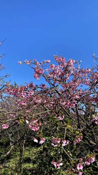 20210121-平等里櫻花+坪頂古圳+原住民文化主題公園1444721