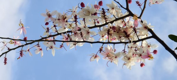 人生首見 #花旗木 #花博公園 首訪 #法雨山普宜苑  #石斛蘭 #守城滿山紅 4/21&233040110