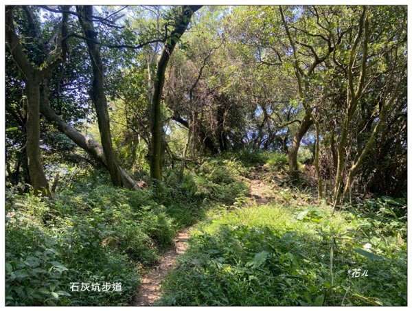 中坑山．石灰坑山．望湖山 連走2812965