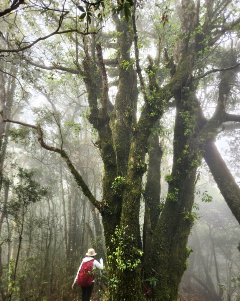 【中級山縱走】魯壁山，東穗山，大島田山，宇老觀景台2771654