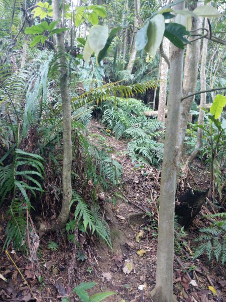 新店小獅山訪11座涼亭縱走待老坑山尋山頭902172