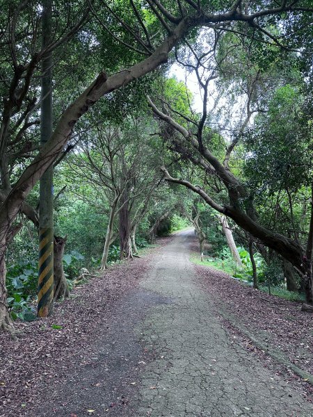 大棟山系第一段、第二段一起走2857245