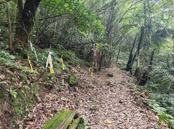 [淡蘭古道] 2026_0502 北路第二段_楊廷理古道3047709