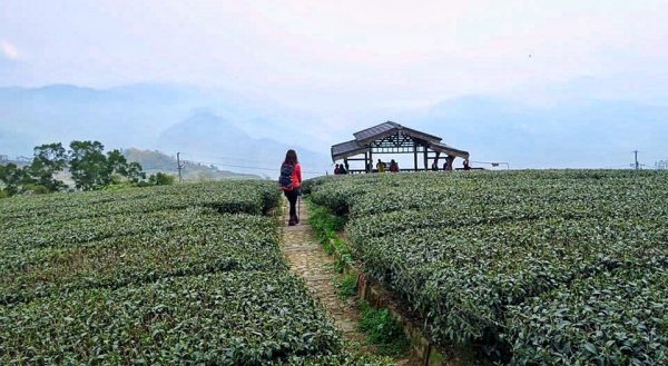 茶園之美～梨子腳山978923