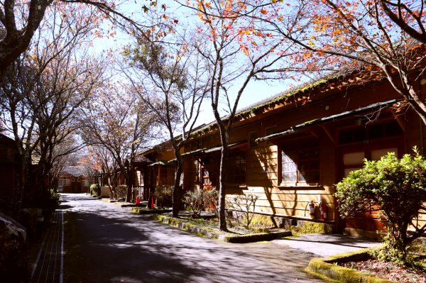 台中和平｜大雪山國家森林遊樂區｜小神木一點也不小．遠眺群山雲海大景1574353