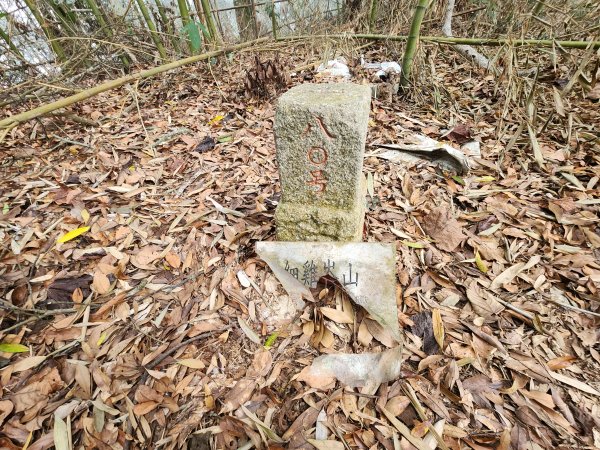 20260201雞冠山與黃麻園山(苗栗縣大湖鄉)3004223