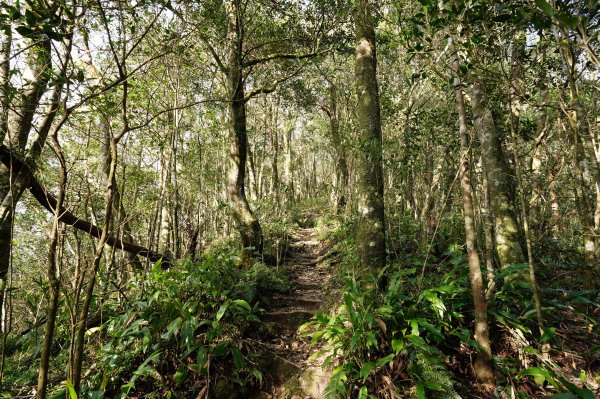 新北 烏來 美鹿山、高腰山、拔刀爾山、小巫山2703486