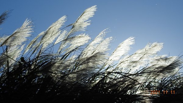 秋高氣爽芒花季再度陽明山天際線-七星山主東峰+大屯山主南西峰向天面天山O型+小觀音山主西南峰共10峰1511057