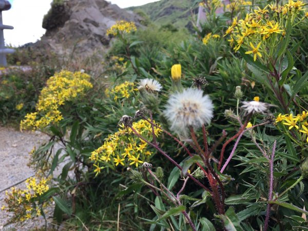 合歡山北, 西峰-2017/9/9~10826287