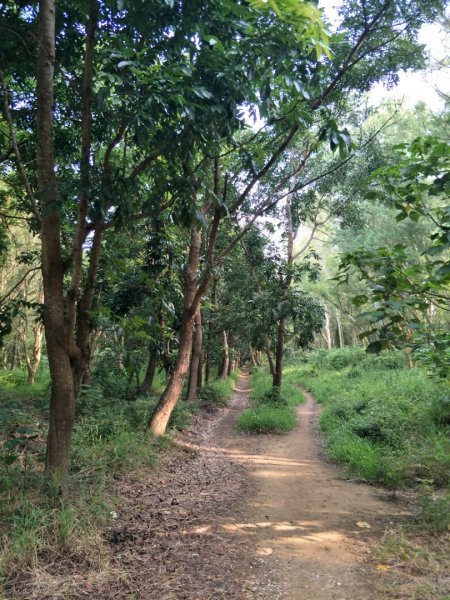 西瓜山森林步道(虎山森林步道)1461405
