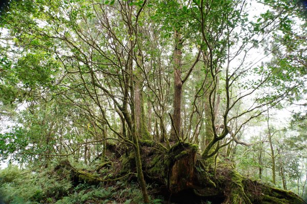 宜蘭 大同 見晴山2890627