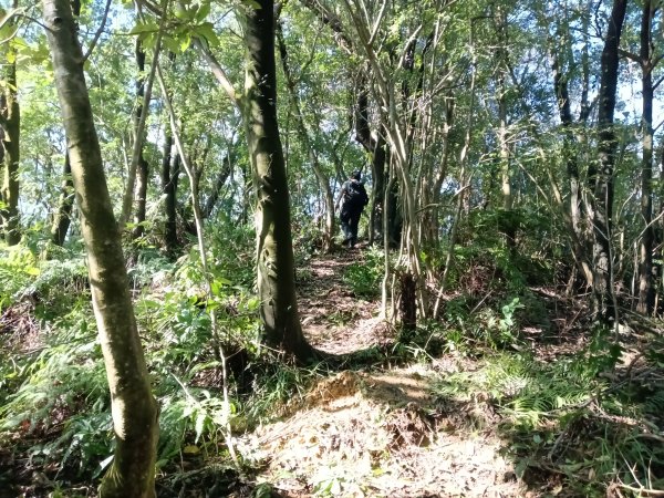 雙溪區雙坪一號橋+盤山坑山+土地公山+474峰+石硿子越嶺古道O型2936399