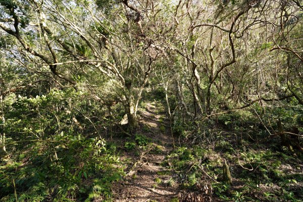 新北 新店 直潭山、二龍山2703904