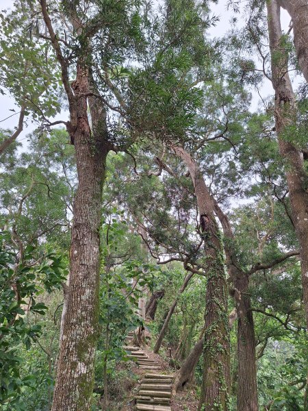 古坑荷苞山步道+小溪子山202411032642261