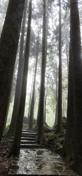 【阿里山森林園區】阿里山神木 八大景點691822