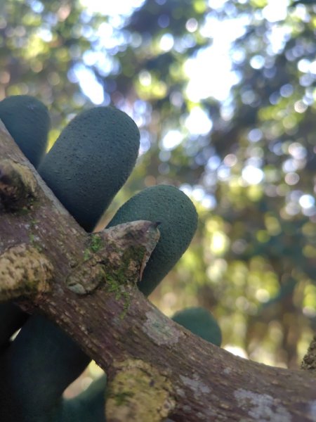 大竹溪山連走鞍輪名山3006898