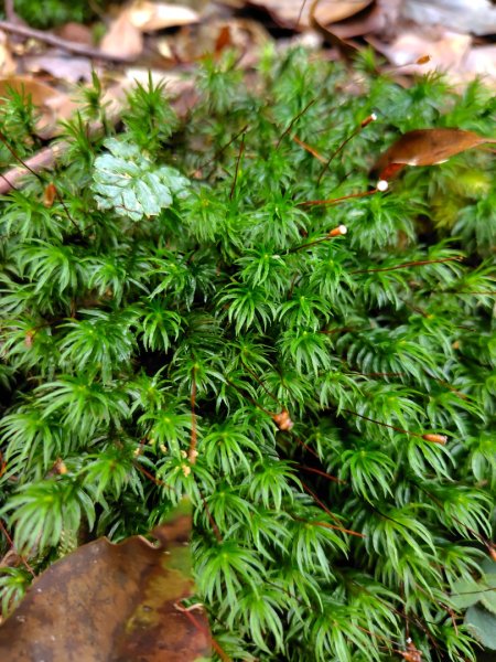 稍來小雪山國家步道、船型山、鞍馬山、鞍馬山東北峰、天池、雪山神木2799717