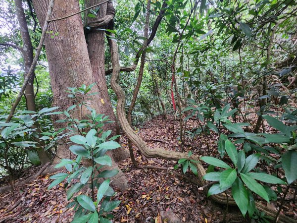 20250329東坑山八角崠山打鹿坑山2798880