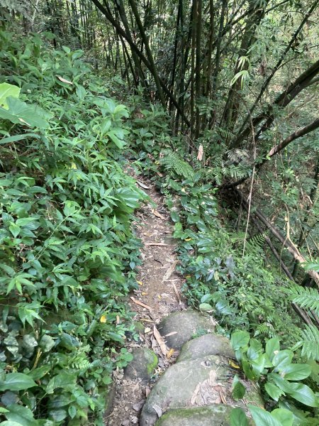 渡南古道+飛鳳古道2564107