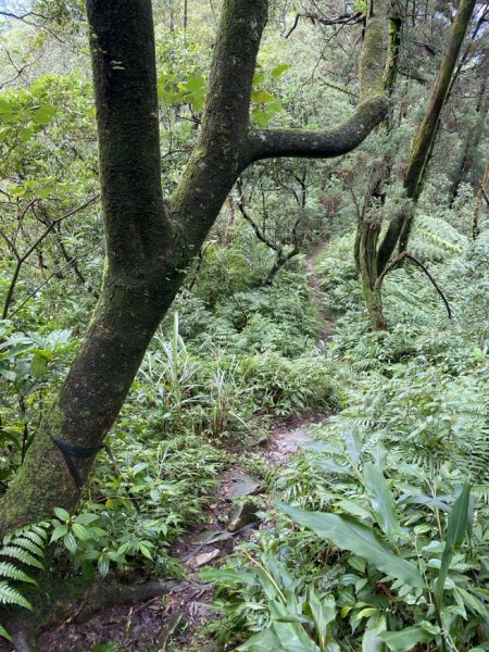 2023/12/14 碇內尖山 龍門山 五分山 淡蘭古道中路2399815