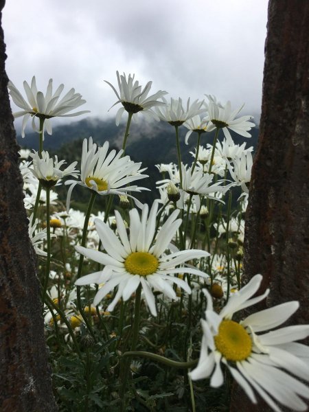 合歡山北, 西峰-2017/9/9~10826292