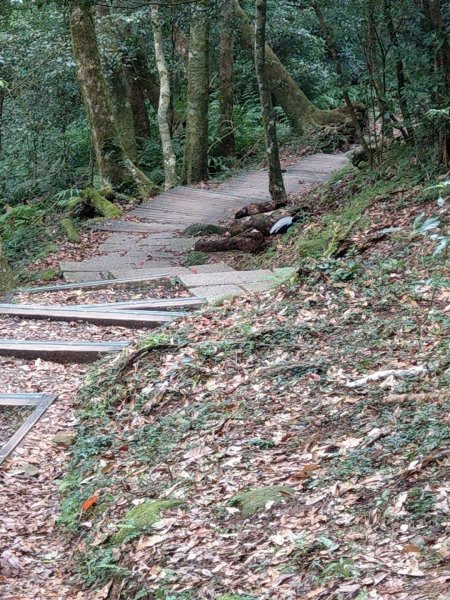 東眼山--紅楓綠柳杉770490