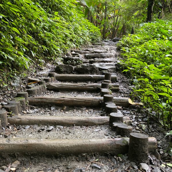 步道巡訪員 l 109年12月聖母登山步道尋訪1206960